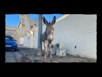 Learn about MCSP's Travel Scholarship Fund 